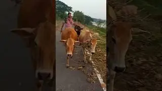 Cow #shorts #shortvideo #viralvideo #trending #video #sound #voice #song #cow #mooing #animals