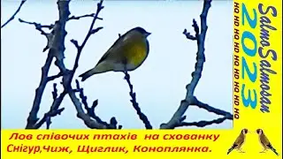 Лов співочих птахів на схованку - Cнігур,зеленух, чіж