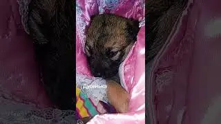 Приют для бездомных животных Тинькофф+79831072227 #собака