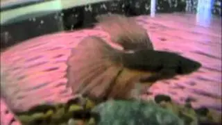 delta betta fish