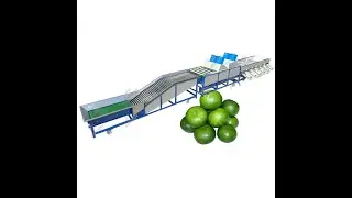 green kumquat washing drying and sorting machine