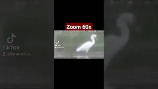 Zoom 60x burung Kuntul Liar
