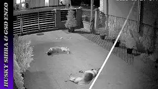 Pupperonis Lounging On A Warm Summer Night