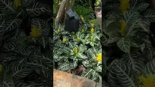 Tropical garden