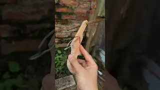 wooden and bamboo crossbow #bamboo #shorts