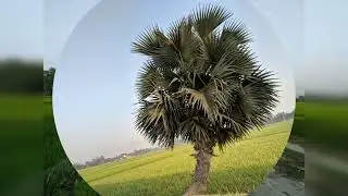 গ্রাম বাংলার অসাধারণ দৃশ্য |UNIVERSAL BHAI