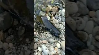 Salmon Squirter