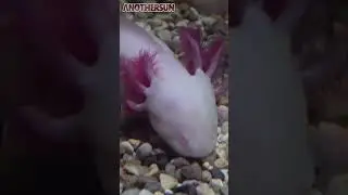 Fakta Luar Biasa Tentang Axolotl, Si Ikan Berkaki