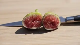Ronde De Bordeaux Fig (Main Crop) - 3/26/21