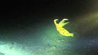 Кальмар на ночном дайве
