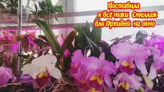 Поставила стеллаж для цветов на окно✔️Ни как не соображу как я его купила за такую цену✔️Мечта
