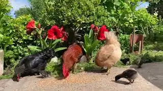 Курочки, петушки и цыплятки