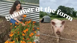 Early Summer on the Farm | Piglets, growing veg, farmer's wife, painting & cottage renovations