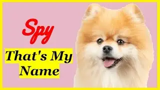 That's my name - Spy