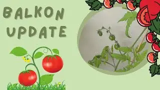Balkon Update - Urban Gardening - Gemüse Balkon