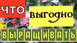 Выгодно ли выращивать цветы? Что не афишируют тепличники?