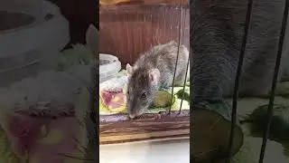 Beautiful rats