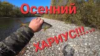 Осенний хариус !!!