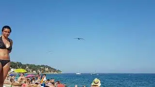 Gaviota playa 