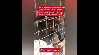 Люди добрые, помогите спасти собаку от смерти🙏🏻🆘Помогаю информационно 🆘