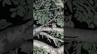 Gálago o Bush Baby - Unas criaturas nocturnas maravillosas (safari)