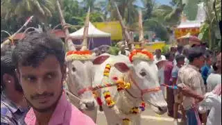 Hallikar pair at festival | South Indian cow |