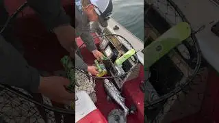 Chinook Salmon Trolling COOS BAY OREGON 2024 #yakventures #salmon #eatfish