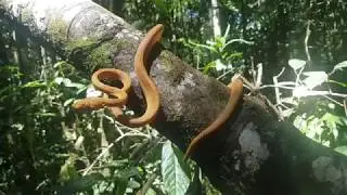 Corallus hortulanus (Amazon Tree Boa)