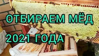 Отбираем МЁД 2021 года | Северное пчеловодство