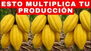 COCOA: IMPORTANCE OF WEED REMOVAL IN COCOA