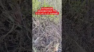 Обработка от сорняка, тараканов, клопов, 89674873109 по России