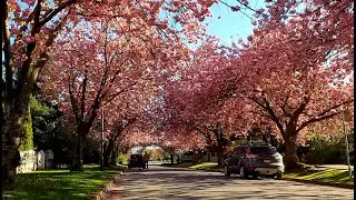 Ride 319 - Vancouver cherry blossom finale highlights (April 17, 2024)
