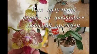 How to get a baby on an orchid peduncle?! Let's use the cut off peduncle of Maya with benefit!