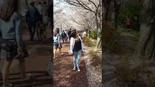 Korea Spring Cherry Blossom experience