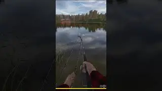 Трофейный ЛИНЬ оз.Комариное 