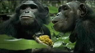 Une histoire de chimpanzés