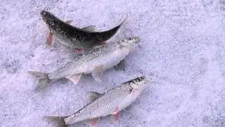 Рыбалка без начало и конца