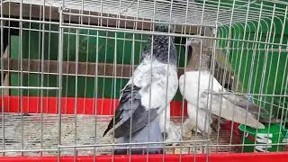 Лалак и Вок