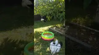 Эксперимент с питанием