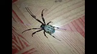 Different Types of Spiders - part 4