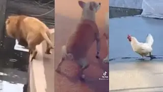 Funniest and Cutest animals n TikTok Pt.2 🐶🐱🙊