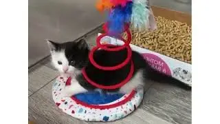 Cat YouTube short video# cat viral video #