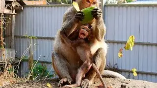 Not Allow .....Pity So Much Baby Boo Boo Screaming Beg Mom Eat Sweet Mango With Mom