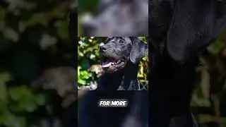 Why Labradors Are The Best Dogs?