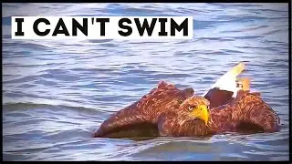 Eagles That Asked People for Help & Kindness