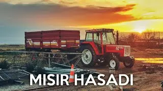 Corn Harvest in Turkey 2020