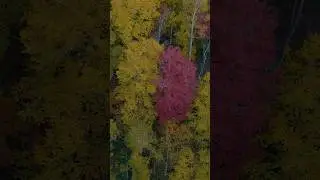 Fall Weekend Getaways … 🍂🍁 #fall #autumnleaves #travel #dji