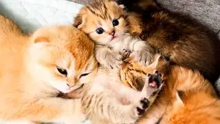 A foster kitten became like a mother to baby kittens