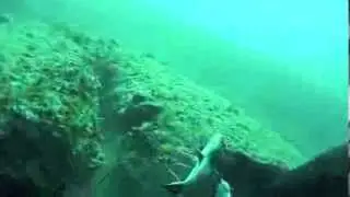 corvina punta della suina