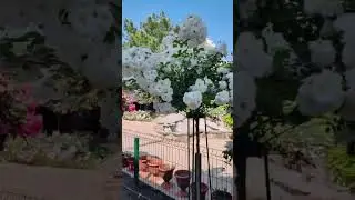 Штамбовые розы ст.Динская Краснодарский край